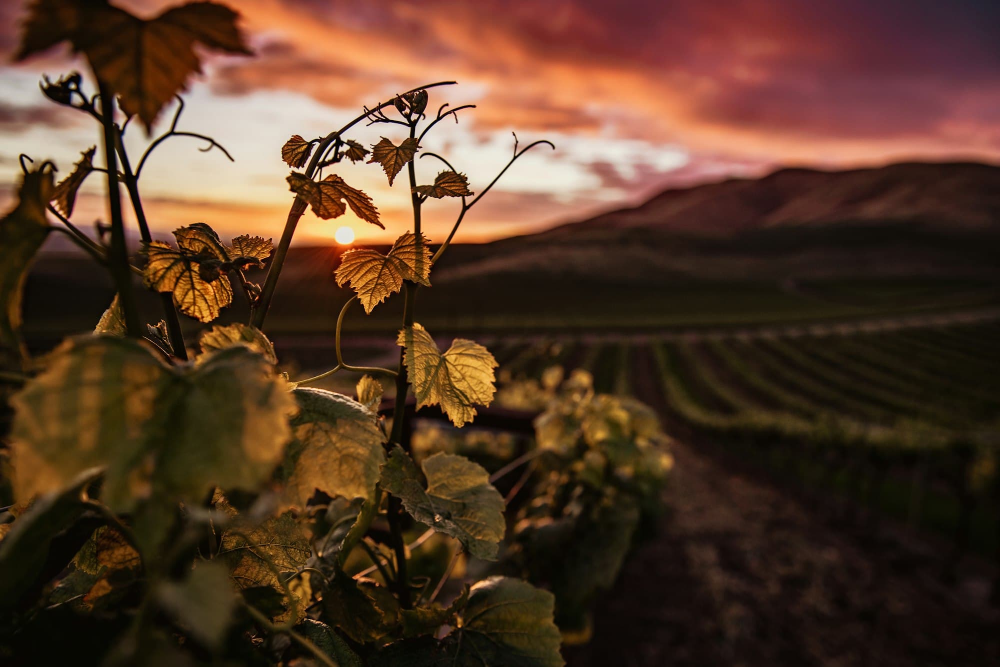A vineyard at golden hour